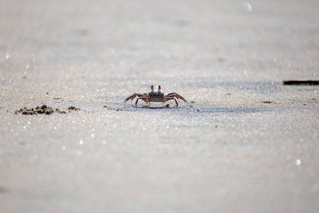 Unpacking Korean Wisdom: Insights from 'The Crab that Walks Sideways'